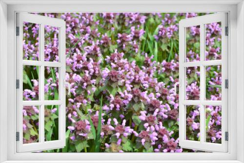 Fototapeta Naklejka Na Ścianę Okno 3D - It blooms in nature deaf nettle purple (Lamium purpureum)