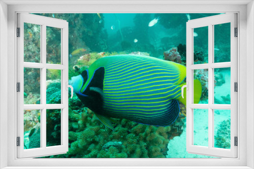 Fototapeta Naklejka Na Ścianę Okno 3D -  Pesce angelo imperatore, Pomacanthus imperator, sulla barriera corallina