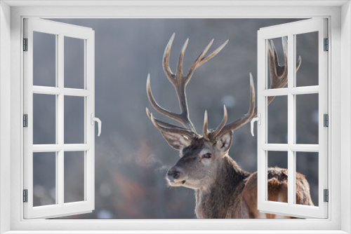 Fototapeta Naklejka Na Ścianę Okno 3D - Jeleń szlachetny (Cervus elaphus) Red Deer Stag