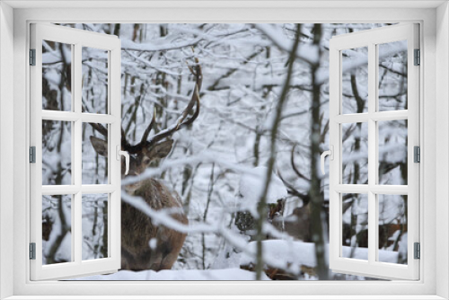 Fototapeta Naklejka Na Ścianę Okno 3D - Jeleń szlachetny (Cervus elaphus) Red Deer Stag