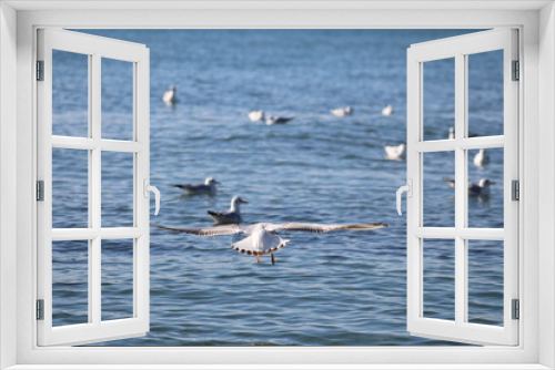 Fototapeta Naklejka Na Ścianę Okno 3D - seagulls on flight