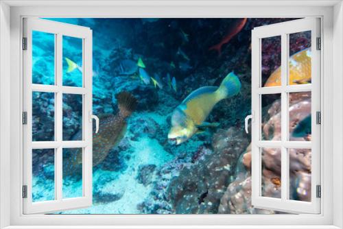 Fototapeta Naklejka Na Ścianę Okno 3D - bright and colorful sea fish in shallow water in natural conditions