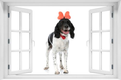 Fototapeta Naklejka Na Ścianę Okno 3D - excited english springer spaniel dog wearing bow headband and panting