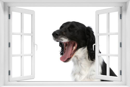 Fototapeta Naklejka Na Ścianę Okno 3D - tired english springer spaniel dog closing eyes and yawning