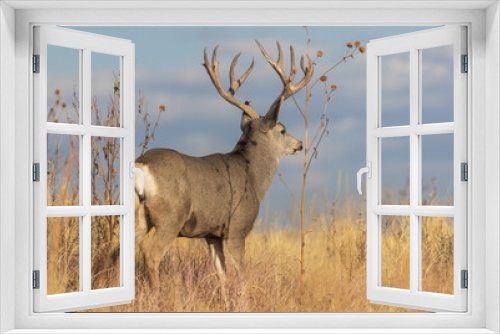 Fototapeta Naklejka Na Ścianę Okno 3D - Buck Mule Deer During the Rut in Colorado in Autumn