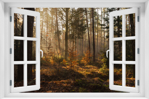 Fototapeta Naklejka Na Ścianę Okno 3D - Jesienny las