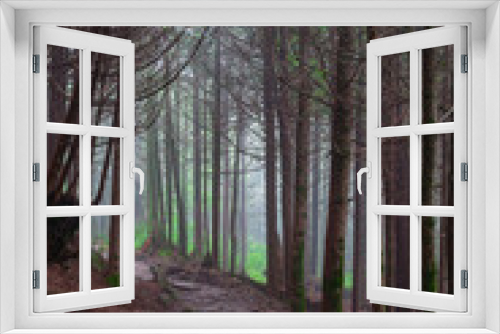 Fototapeta Naklejka Na Ścianę Okno 3D - Evergreens on Appalachian Trail in the Great Smoky Mountains