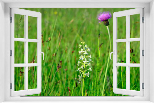 Fototapeta Naklejka Na Ścianę Okno 3D - Wildflowers grass  at summer time in green meadow