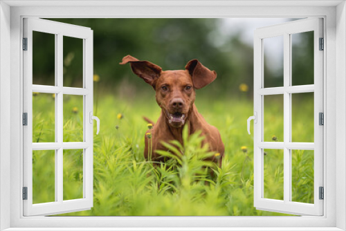 Fototapeta Naklejka Na Ścianę Okno 3D - A muscular Hungarian Vizsla dog running across a green field on a cloudy spring day. Paws in the air. The mouth is open.