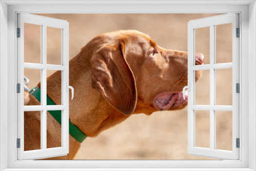 Fototapeta Naklejka Na Ścianę Okno 3D - A Redbone Coonhound Dog Puppy on a Leash and Ready to Hit the Trail for a Hike