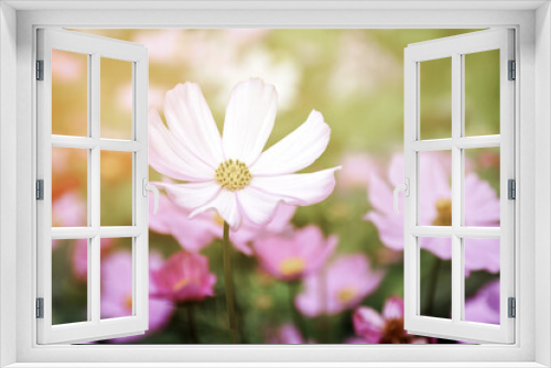Fototapeta Naklejka Na Ścianę Okno 3D - Pink cosmos flower blooming with natural blurred background, vintage style.