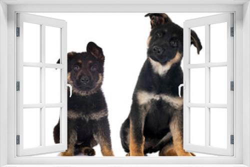 Fototapeta Naklejka Na Ścianę Okno 3D - puppies german shepherd