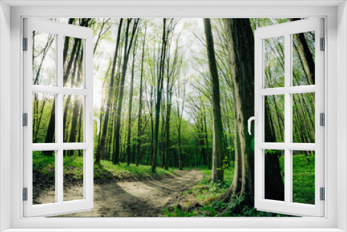 Fototapeta Naklejka Na Ścianę Okno 3D - a spring forest trees. nature green wood sunlight backgrounds.