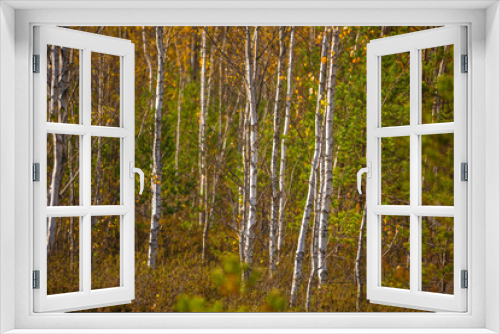 Fototapeta Naklejka Na Ścianę Okno 3D - A beautiful autumn landscape of local wetlands during sunny day. Colorful trees in the swamp in Northern Europe.