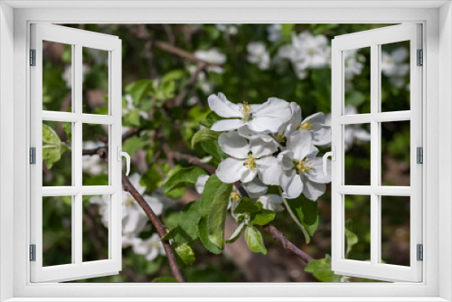 Fototapeta Naklejka Na Ścianę Okno 3D - White Apple blossoms close-up on branches against a background of greenery in summer
