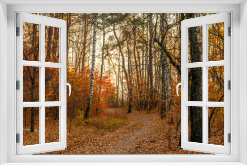 Fototapeta Naklejka Na Ścianę Okno 3D - The forest is decorated with autumn colors. Hiking. Walk in the autumn forest.