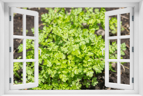 Fototapeta Naklejka Na Ścianę Okno 3D - 畑の緑のチャービルの葉