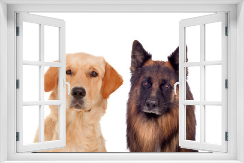 Fototapeta Naklejka Na Ścianę Okno 3D - Portraits of different dogs