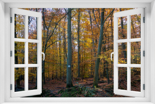 Fototapeta Naklejka Na Ścianę Okno 3D - autumn in the woods