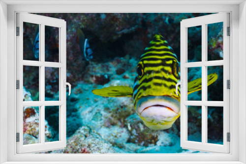 Fototapeta Naklejka Na Ścianę Okno 3D - Fish portrait