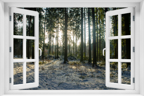 Fototapeta Naklejka Na Ścianę Okno 3D - Beautiful forest landscape for the background. The light of the sun through the trees in winter at sunset.