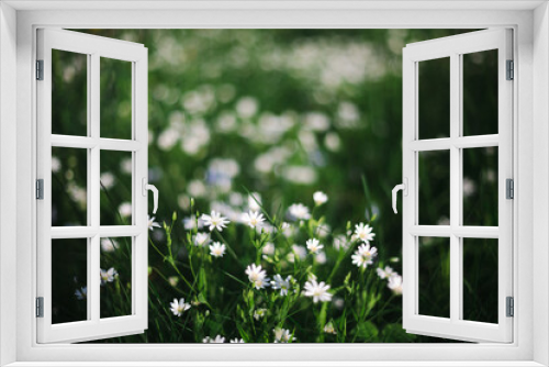 Fototapeta Naklejka Na Ścianę Okno 3D - Green spring meadow landscape with wild white flowers