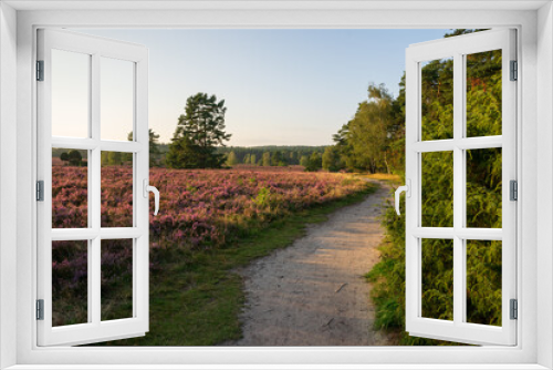 Fototapeta Naklejka Na Ścianę Okno 3D - heath landscape in summerwith sunshine