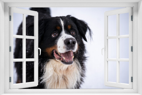 Fototapeta Naklejka Na Ścianę Okno 3D - bernese mountain dog covered with snow walking through the big snow drifts. a lot of snow on winter streets