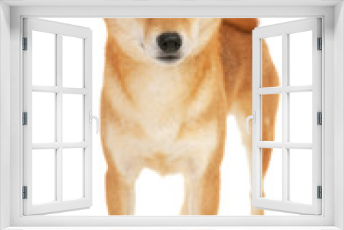 Fototapeta Naklejka Na Ścianę Okno 3D - Shiba Inu dog