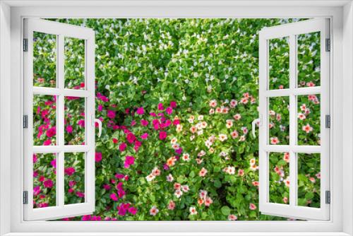 Fototapeta Naklejka Na Ścianę Okno 3D - Beautiful Impatiens and Torenia Fournieri flowers in nature garden