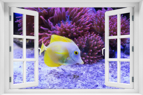 Fototapeta Naklejka Na Ścianę Okno 3D - Aquarium fish Yellow surgeon fish among corals. (Latin Zebrasoma flavescens).
 Zebrasoma sailing yellow, which is also called yellow surgeon fish, naturally lives in the warm waters of the Pacific Oce