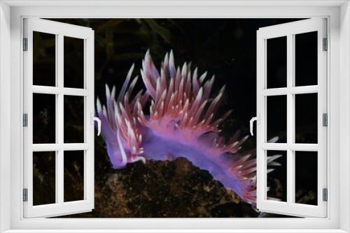 Fototapeta Naklejka Na Ścianę Okno 3D - purple mollusc in the night under the sea