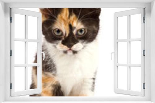 Fototapeta Naklejka Na Ścianę Okno 3D - Sadness kitten sits