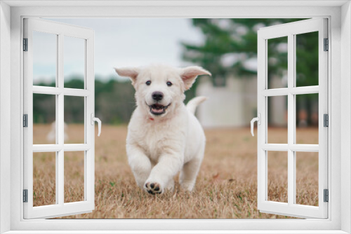 Fototapeta Naklejka Na Ścianę Okno 3D - White Golden Retriever Puppies Playing
