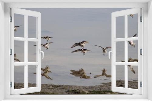Fototapeta Naklejka Na Ścianę Okno 3D - Vuelo de Archibebes