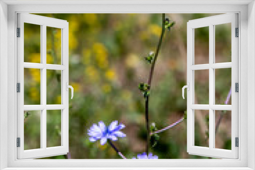 Fototapeta Naklejka Na Ścianę Okno 3D - Cichorium intybus flower in meadow
