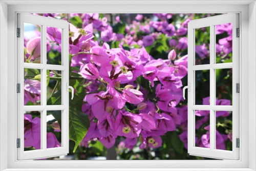 Fototapeta Naklejka Na Ścianę Okno 3D - Bougainvillea. Blooming bush with bright beautiful flowers on a sunny day in the garden