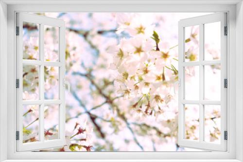 Fototapeta Naklejka Na Ścianę Okno 3D - 桜