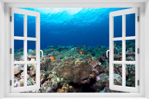 Fototapeta Naklejka Na Ścianę Okno 3D - クマノミ  珊瑚