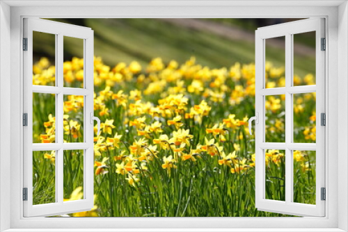Fototapeta Naklejka Na Ścianę Okno 3D - Gelbe Narzissen, Narzissenblüte  (Narcissus Pseudonarcissus), Blumenbeet, Hang, Deutschland