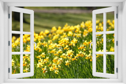 Fototapeta Naklejka Na Ścianę Okno 3D - Gelbe Narzissen, Narzissenblüte  (Narcissus Pseudonarcissus), Blumenbeet, Hang, Deutschland