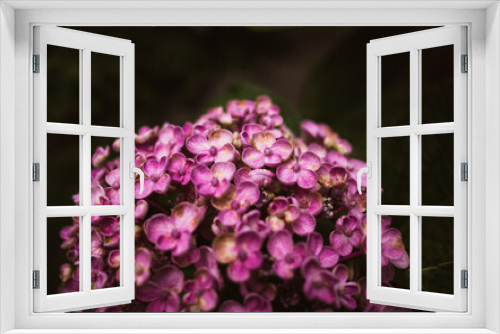 Fototapeta Naklejka Na Ścianę Okno 3D - Hydrangea flower