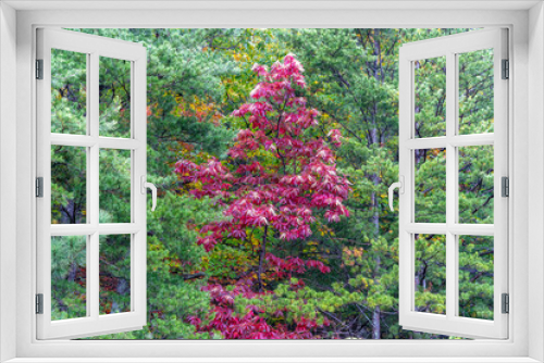 Fototapeta Naklejka Na Ścianę Okno 3D - Pine & Red Trees
