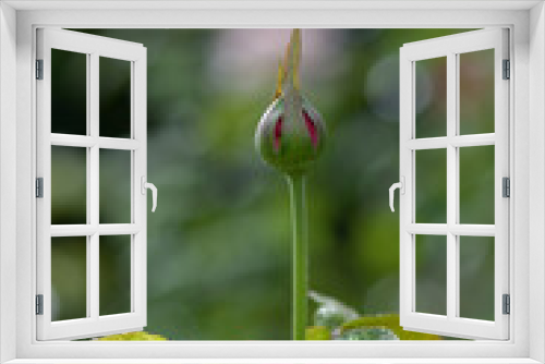 Fototapeta Naklejka Na Ścianę Okno 3D - rose buds growing in the garden
