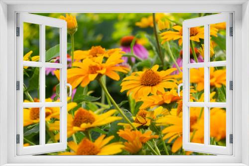 Fototapeta Naklejka Na Ścianę Okno 3D - Flower bed with tall flowers. Echinacea, yellow chamomile. Close-up. The concept of growing flowers in the garden. Panarama