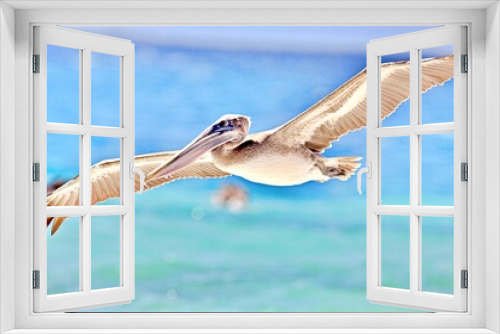 Fototapeta Naklejka Na Ścianę Okno 3D - Pelikan im Flug