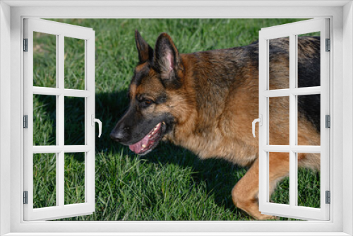 Fototapeta Naklejka Na Ścianę Okno 3D - Close-up of the profile of the head of a German Shepherd Dog standing walking on the grass with its ears pricked, mouth ajar