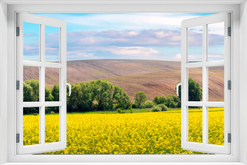 Fototapeta Naklejka Na Ścianę Okno 3D - Rural view with yellow rapeseed field, trees in the fields and picturesque sky
