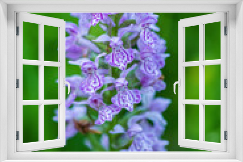 Fototapeta Naklejka Na Ścianę Okno 3D - purple flower in the field, Very Peri color