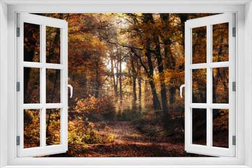 Fototapeta Naklejka Na Ścianę Okno 3D - Yellow, orange and brown leaves in the Palatinate forest of Germany on a sunny fall day.